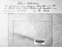 Aecidium penicillatum image